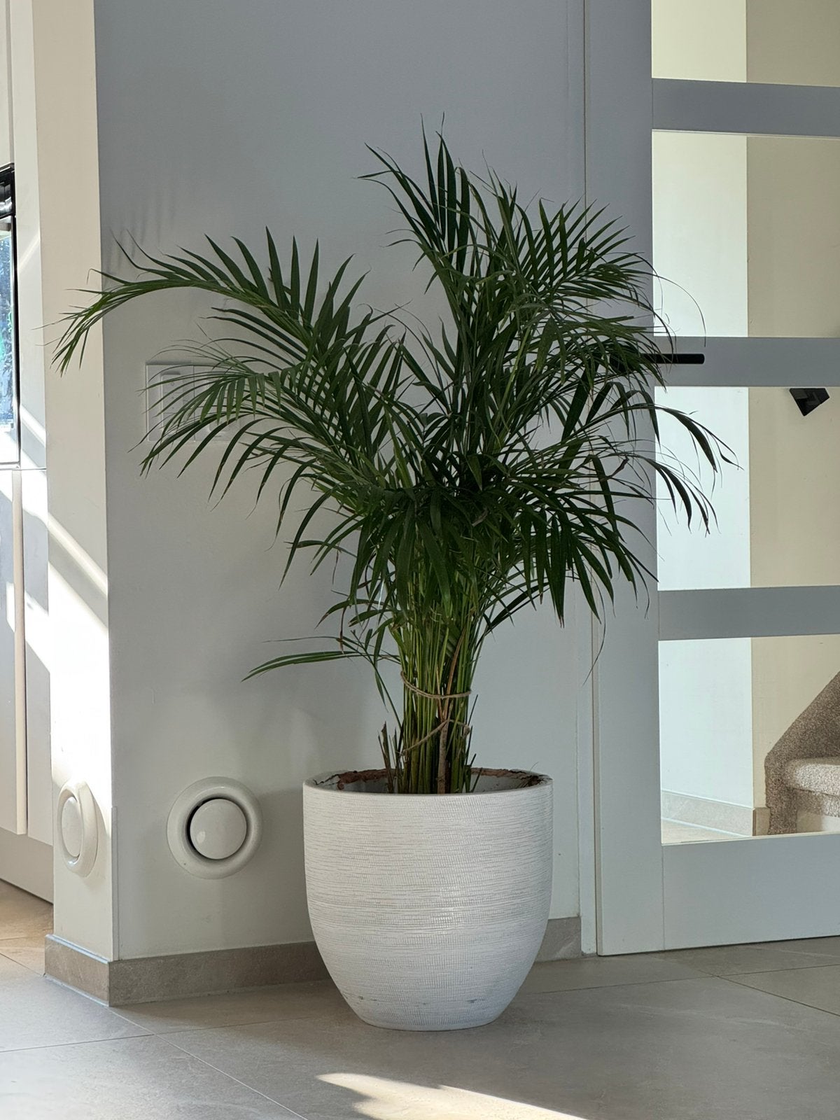 Goudpalm plant + pot, Tuin en Terras, Planten | Bomen, Bloeit niet, Overige soorten, Minder dan 100 cm, Ophalen