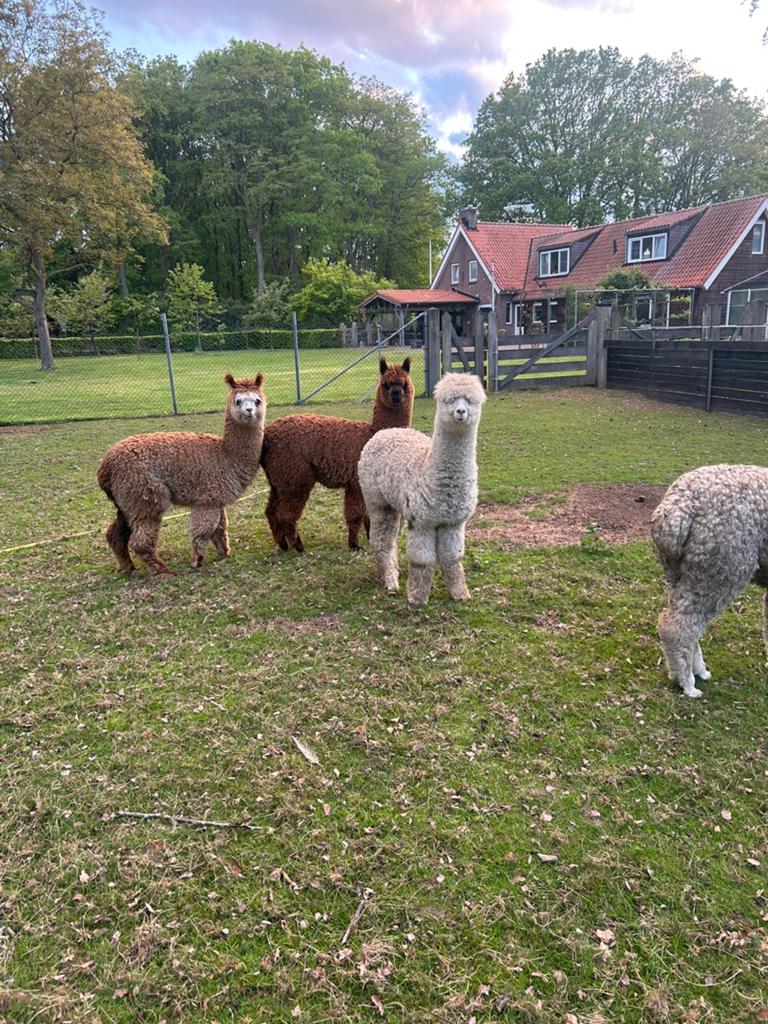 Groepje alpaca veulens, Dieren en Toebehoren, Augustus, Meerdere dieren