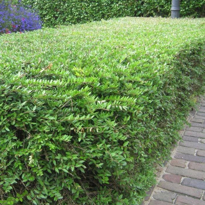 Ligustrum vulgare 'Atrovirens', Wintergroene Liguster, Ophalen of Verzenden, Liguster, Struik, Minder dan 100 cm
