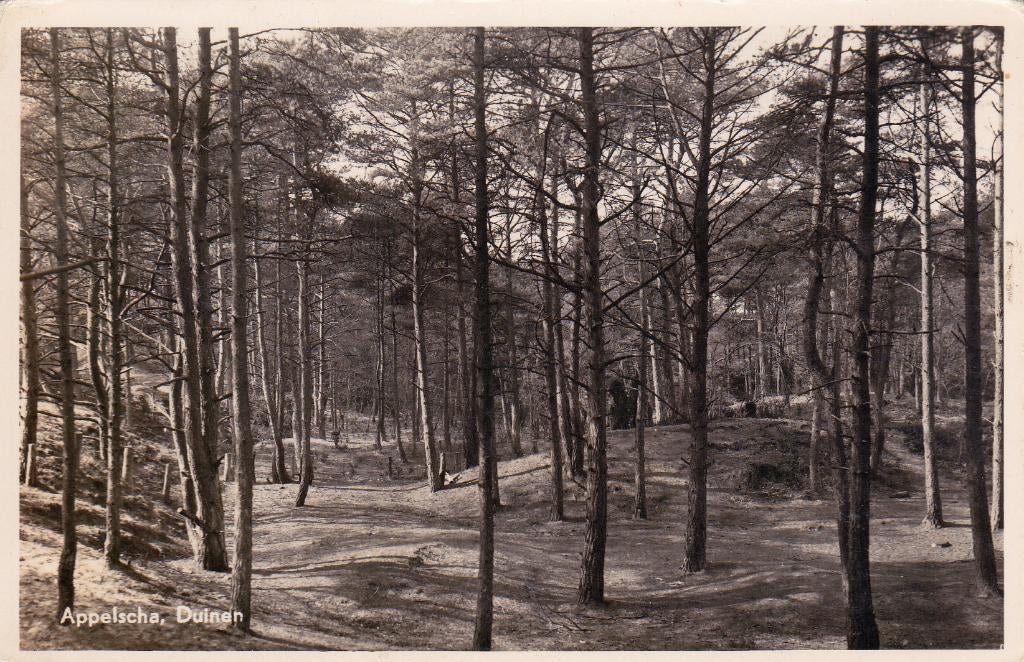 07571 Appelscha - Duinen - gel. 1956, Verzamelen, Ansichtkaarten | Nederland, Gelopen, Friesland, 1940 tot 1960, Verzenden