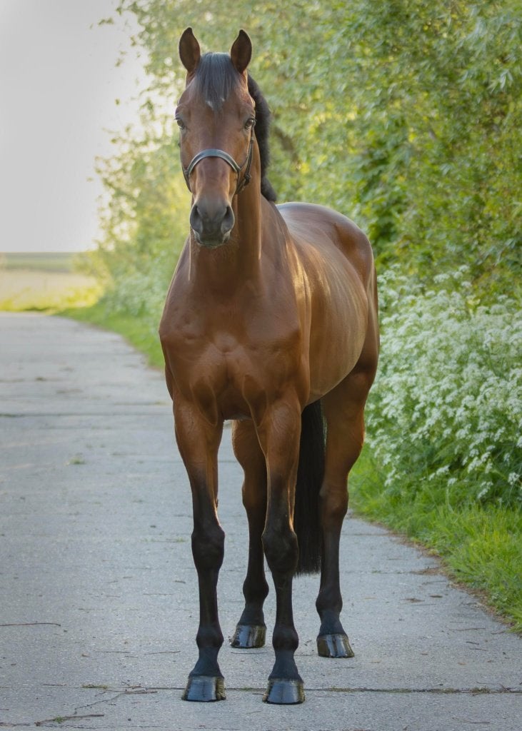 Allround 6 jarige ruin, Dieren en Toebehoren, Paarden, Ruin, L, 175 cm of meer, 3 tot 6 jaar, Dressuurpaard, Met stamboom, Gechipt