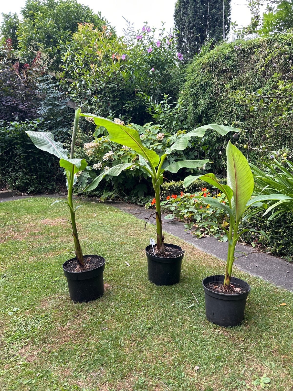 Musa bananenboom - 80 cm hoog, Tuin en Terras, Ophalen, Volle zon, Vaste plant, Bloeit niet