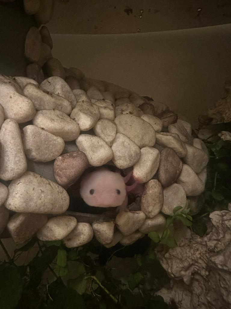 Axolotls, Dieren en Toebehoren, 0 tot 2 jaar