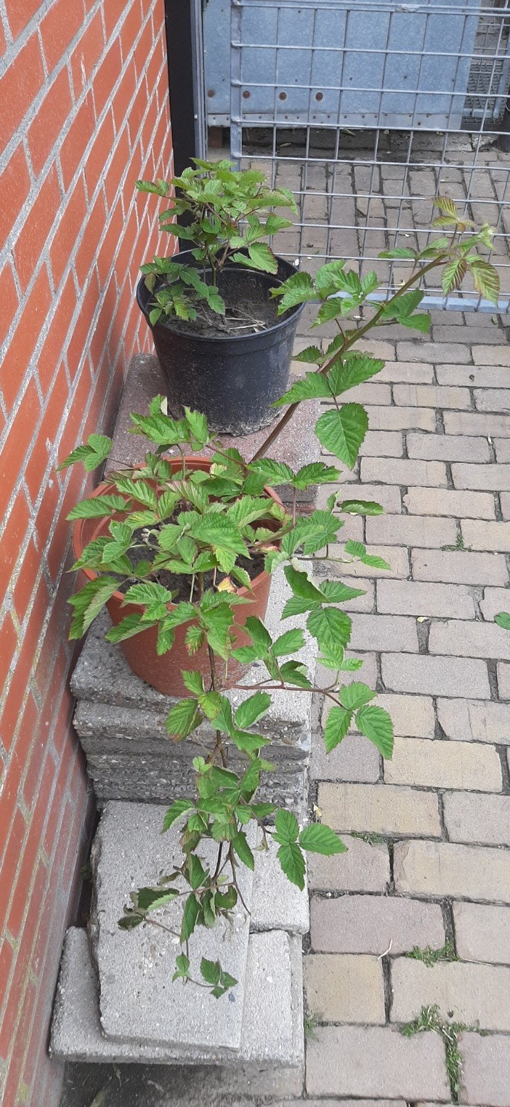 Doornloze bramen struik, Ophalen, Overige soorten, Minder dan 100 cm