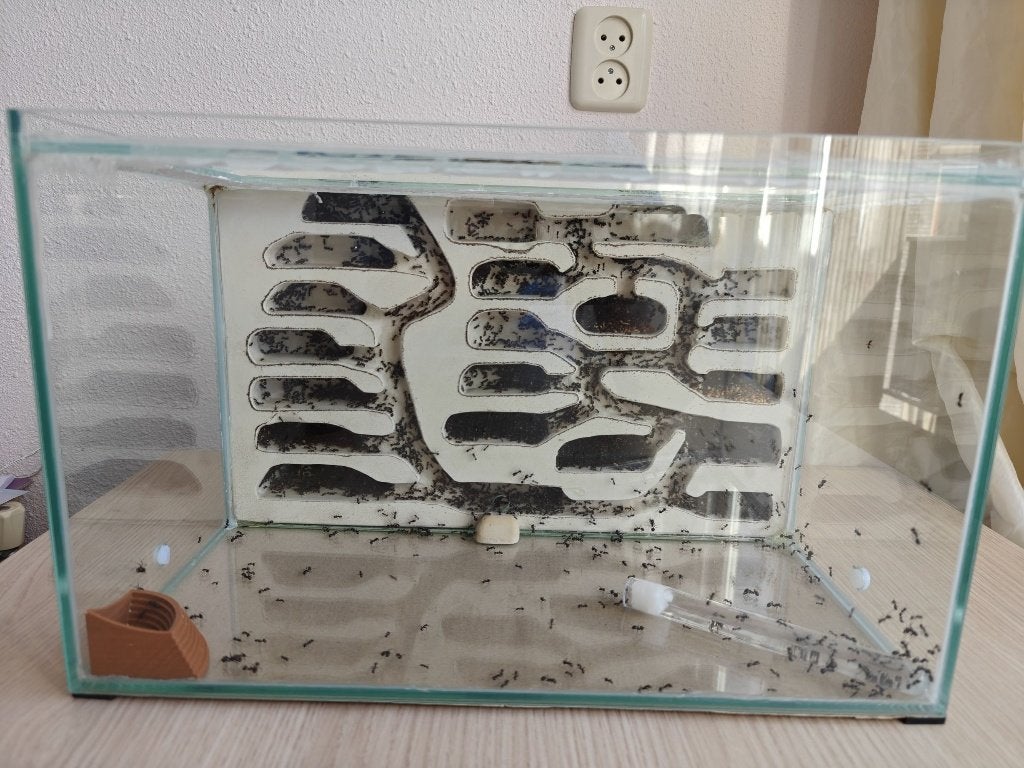 Mierenkolonie Messor Barbarus met mierenboerderij, Mieren