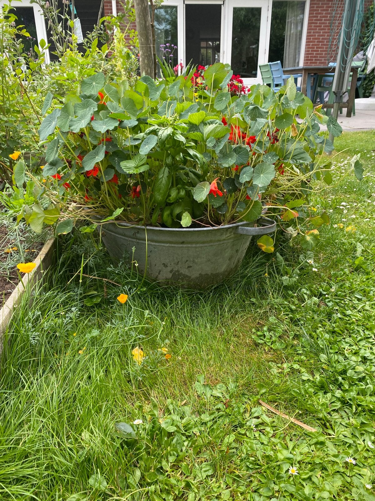 3 Antieke Zinken Kuipen met Moestuin Planten, Ophalen