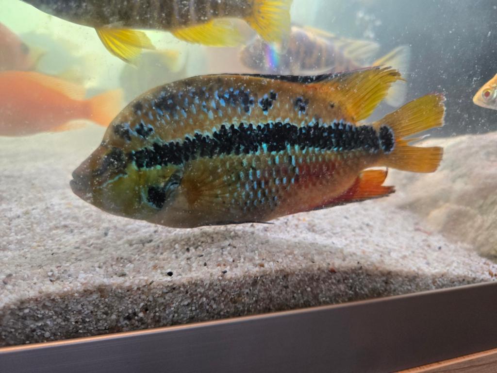 Salvini Cichlid (Cichlasoma salvini) volwassen, Vis
