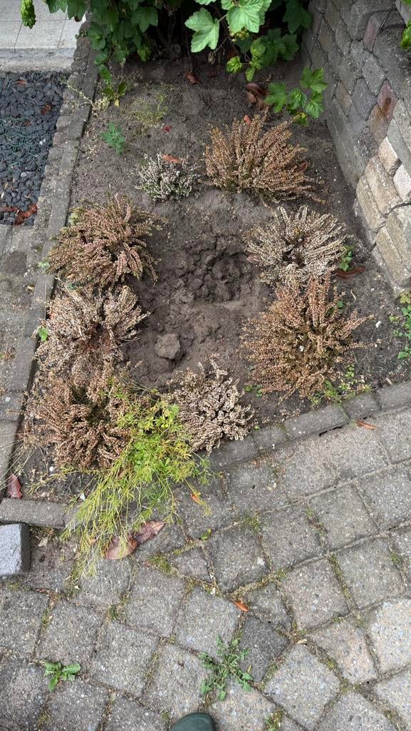 Tuinplant: heide €5,-, Ophalen, Vaste plant, Overige soorten, Halfschaduw