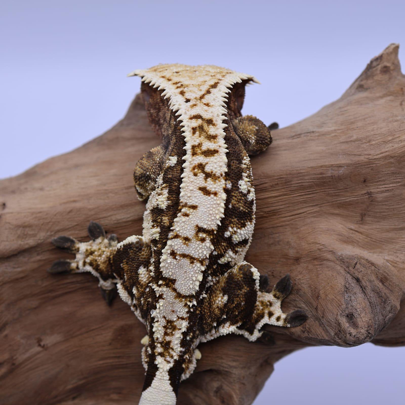 Wimper gekko (high end) Tricolor (man) Crested Gecko photo 2
