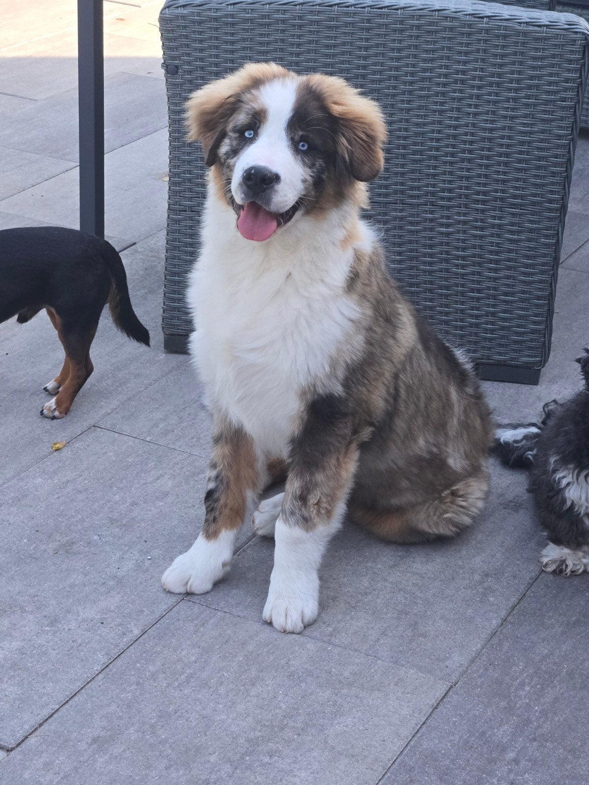 Lieve pup, 15 weken tot 1 jaar, Reu, Groot, Eén hond