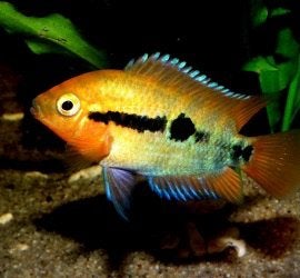 Regenboogcichlide, Vis