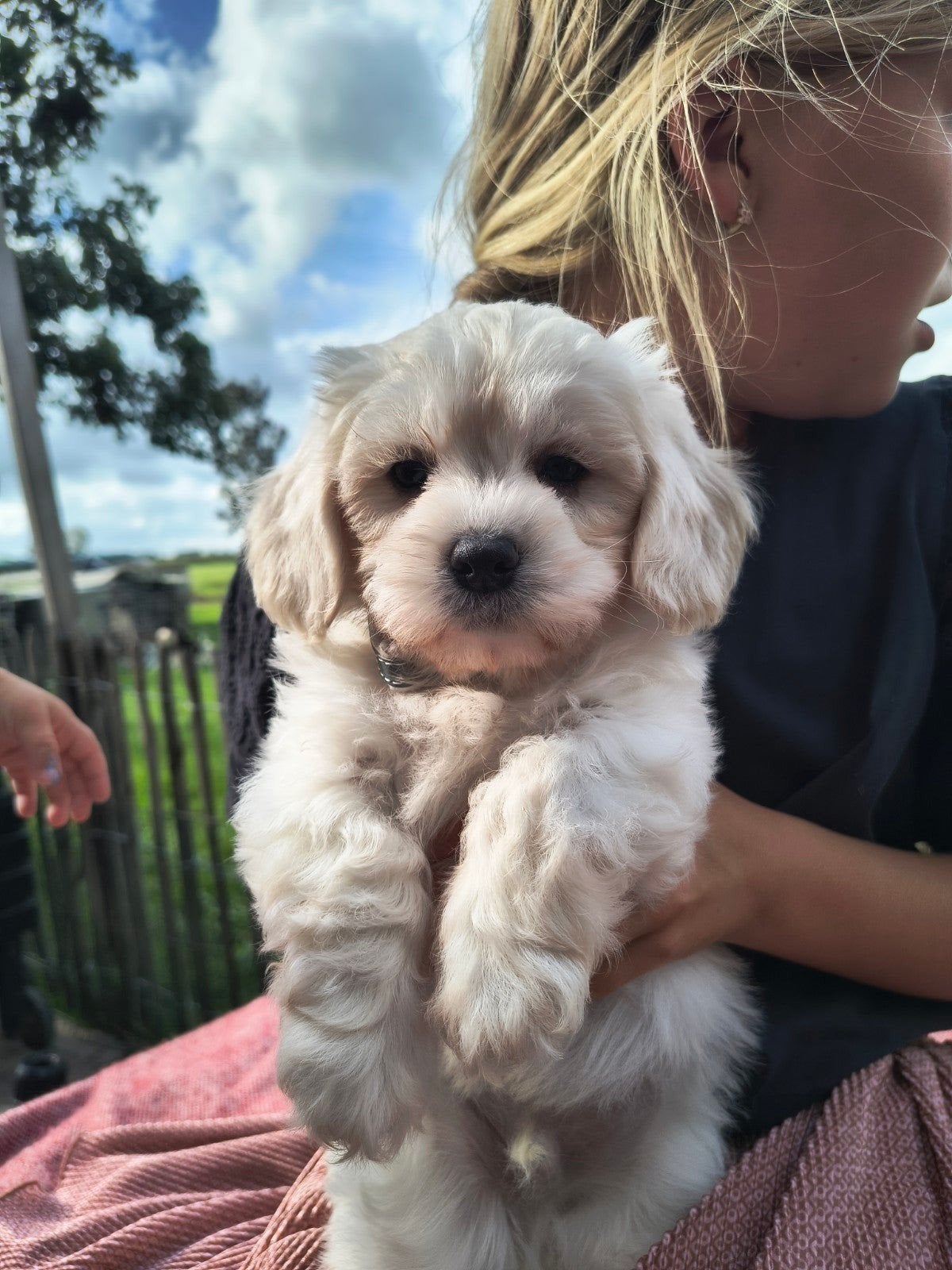 pups maltezer x cavamalt | nog 2 reutjes beschikbaar, Dieren en Toebehoren, Maltezer, 8 tot 15 weken, Parvo, Meerdere