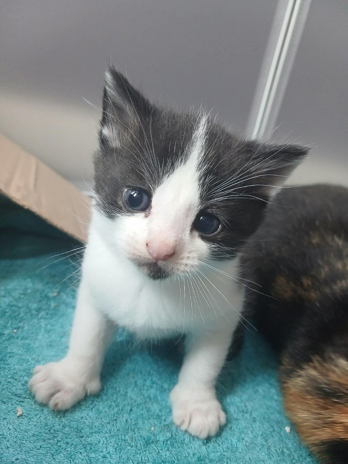 kittens