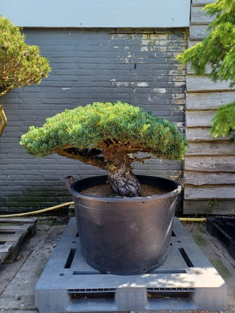 Exclusieve Japanse Tuinbonsai Bomen | Olivera Garden, Ophalen of Verzenden, Zomer, Volle zon, Overige soorten