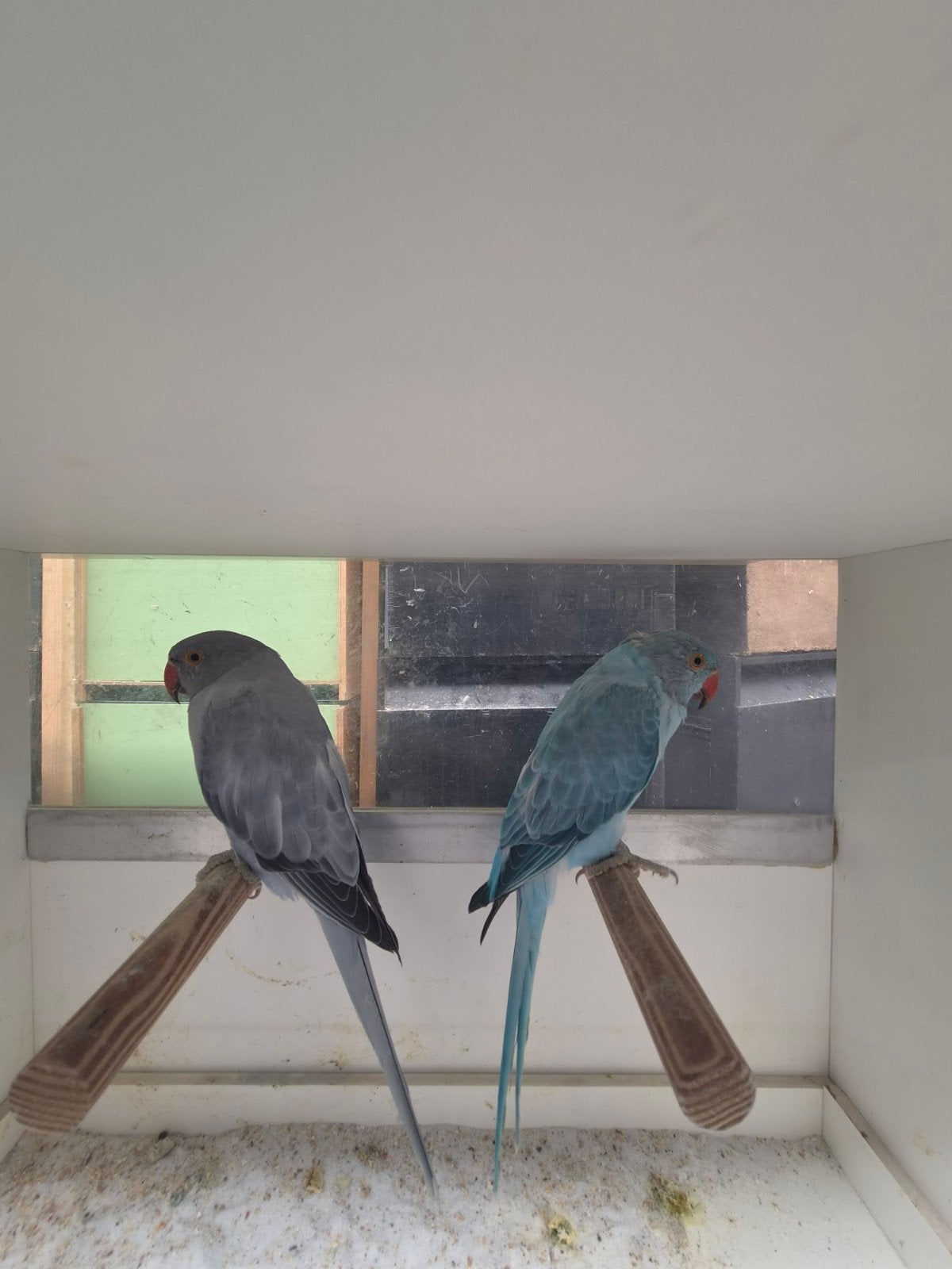 Te koop Halsbandparkiet, Dieren en Toebehoren, Meerdere dieren, Parkiet