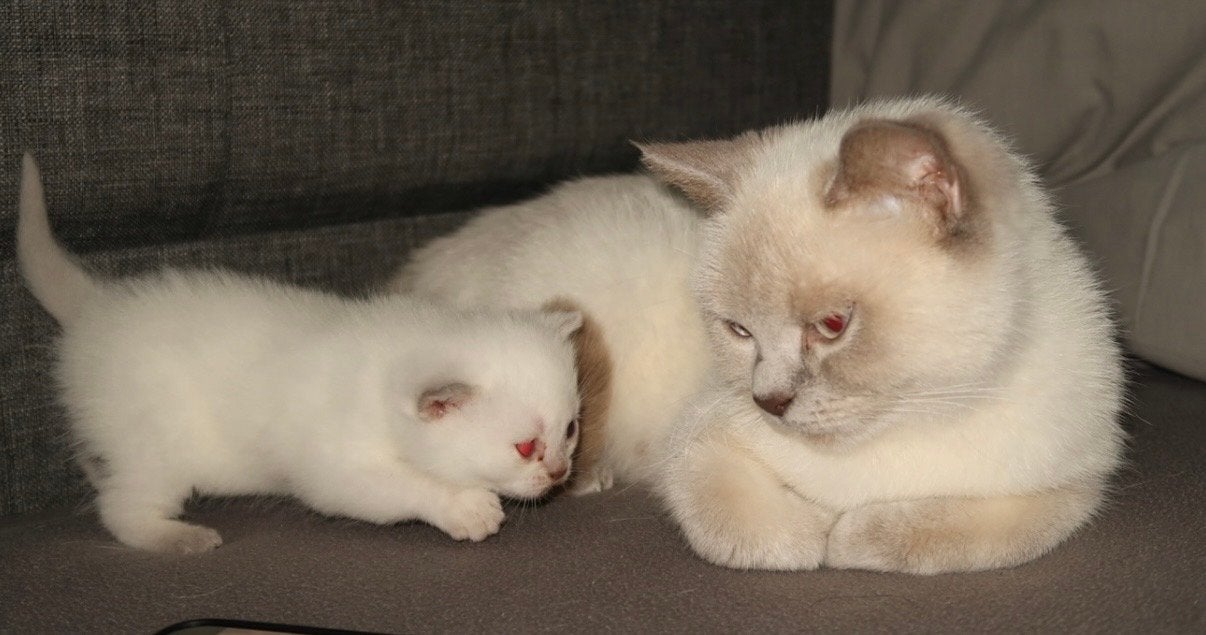 Britse Blue point poesje zoekt een warm huis!, Poes