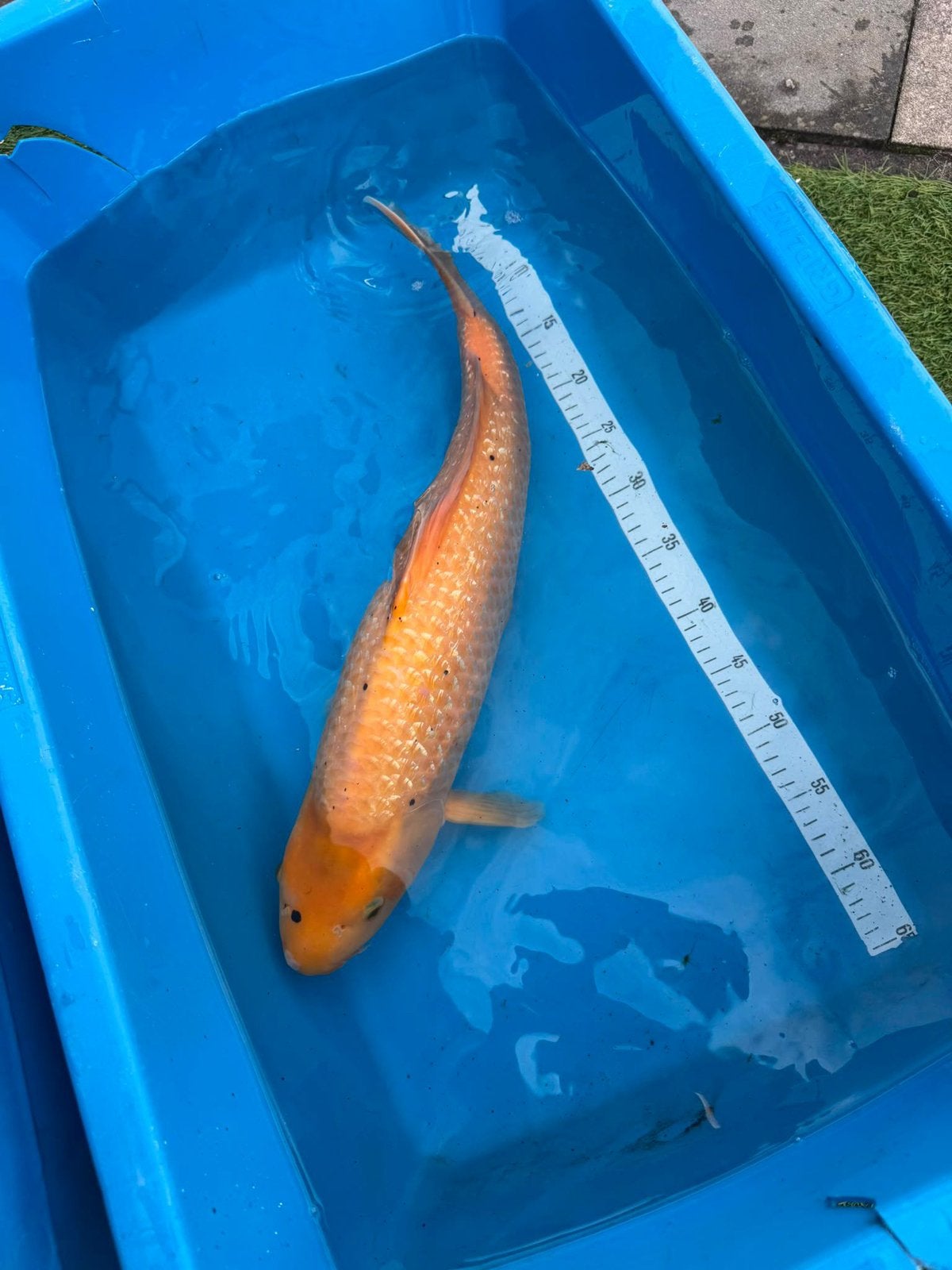 8 koi’s wegens opruiming vijver!, Karper of Koi