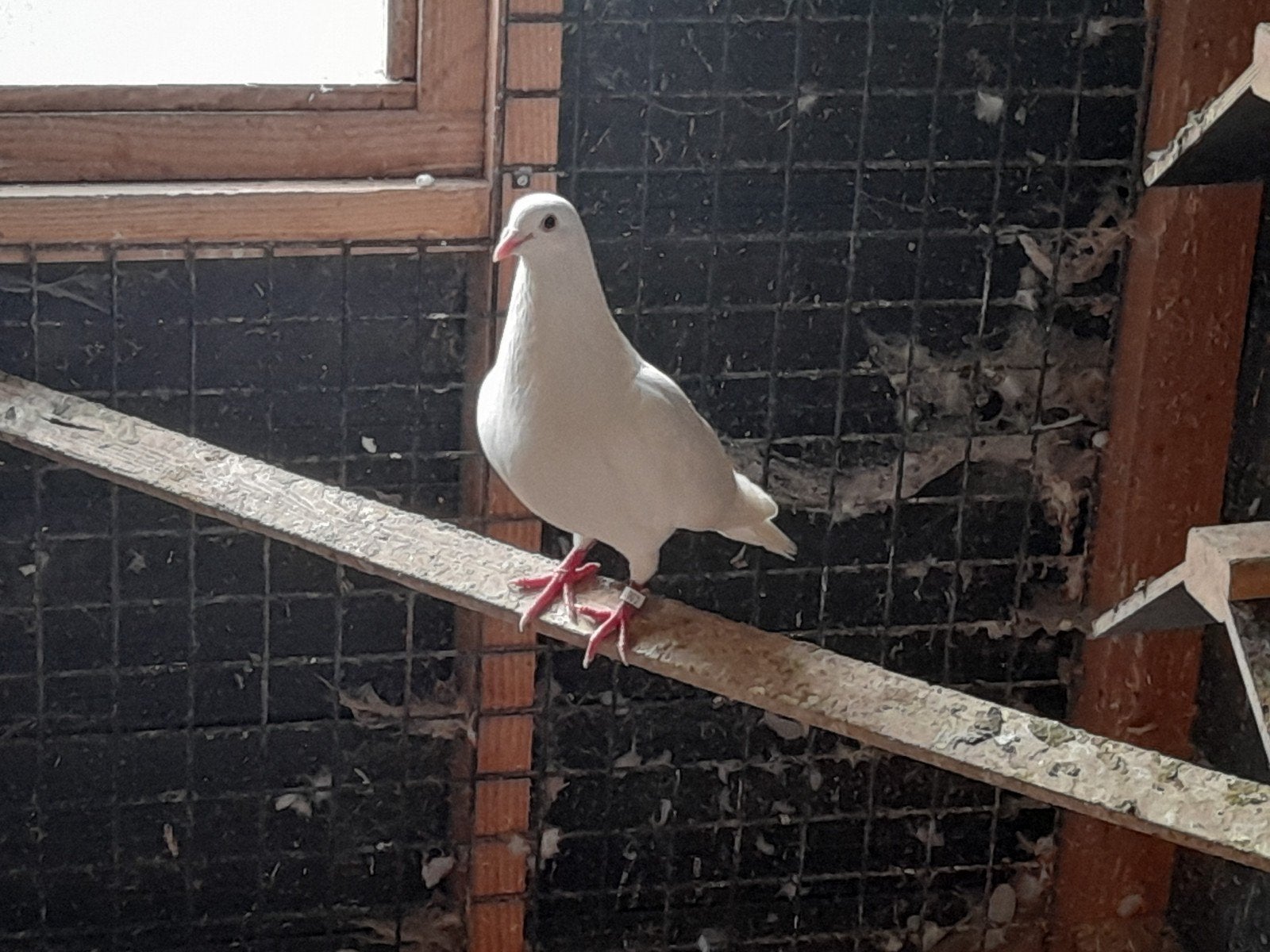 witte postduiven, Geslacht onbekend, Postduif