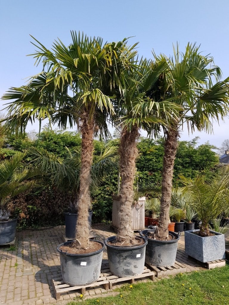 WINTERHARDE TRACHYCARPUS FORTUNEI EN WAGNERIANUS PALMEN, In pot, Halfschaduw, Ophalen of Verzenden, 100 tot 250 cm