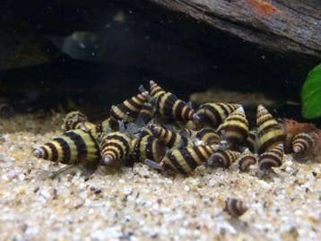 Helena slakken, Dieren en Toebehoren, Vissen | Aquariumvissen, Slak of Weekdier