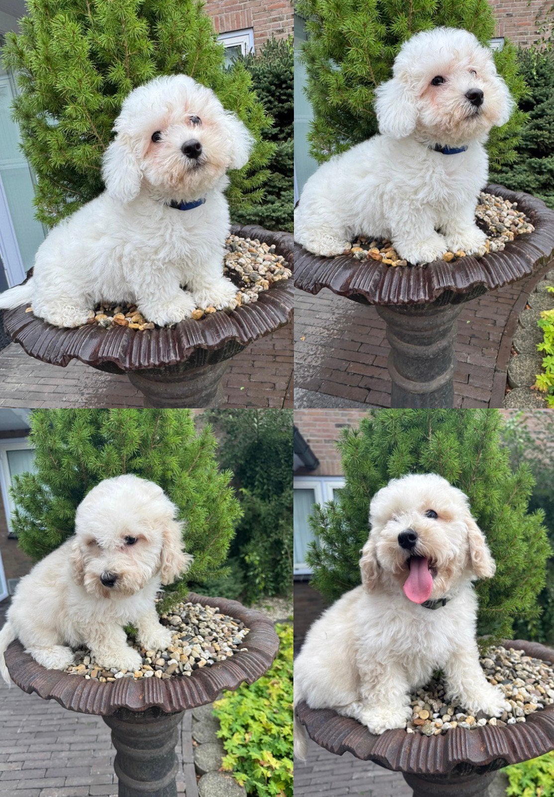 Boomer puppies, 8 tot 15 weken, Meerdere, Meerdere dieren, Klein