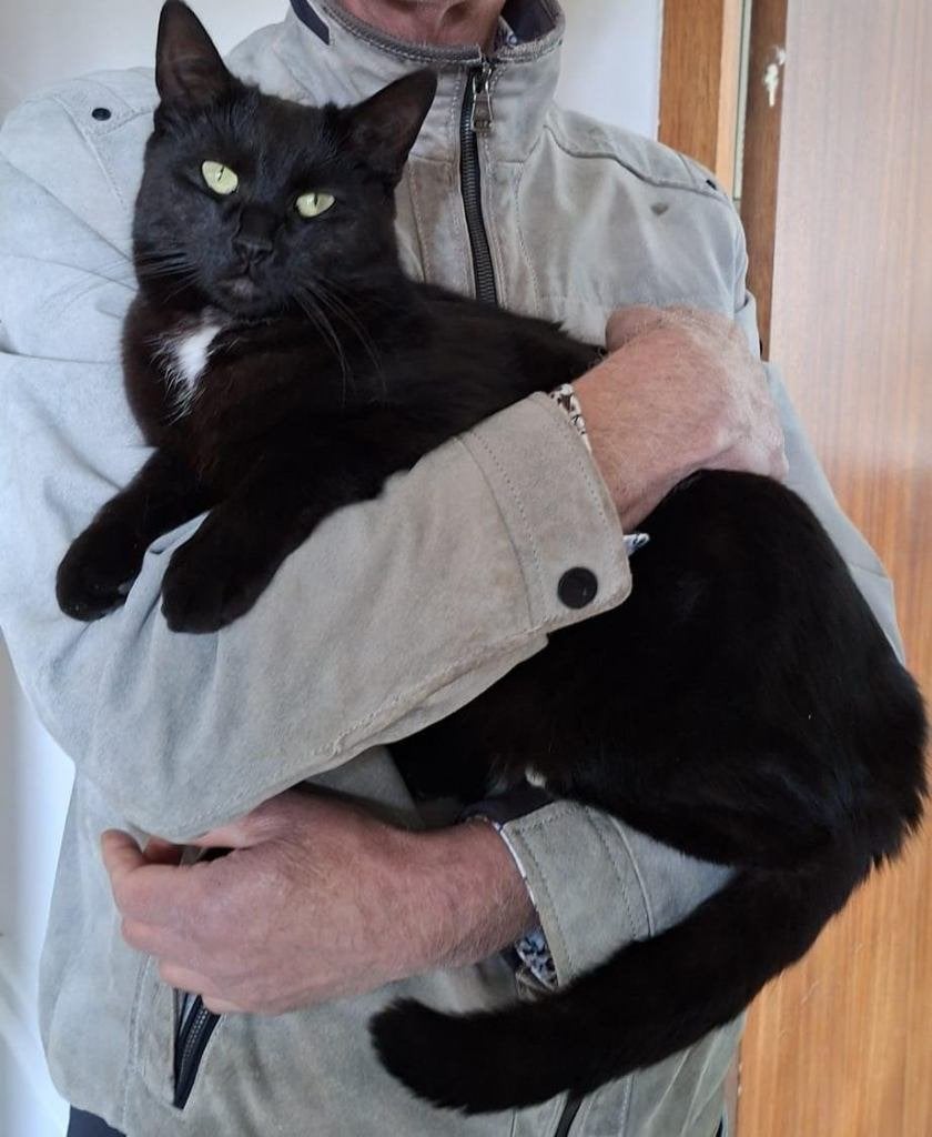 Nox zoekt een fijn nieuw thuis, Kater, Gechipt, 0 tot 2 jaar