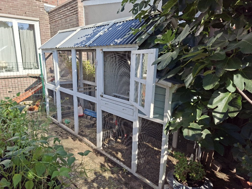 Kippenren compleet met nachthok legkast, Vrouwelijk, Kip