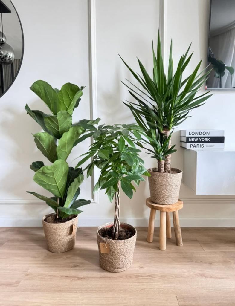 3 for 120-Ficus Lyrata, Pachira (Money tree) & Yucca, Ficus, In pot, Minder dan 100 cm, Halfschaduw