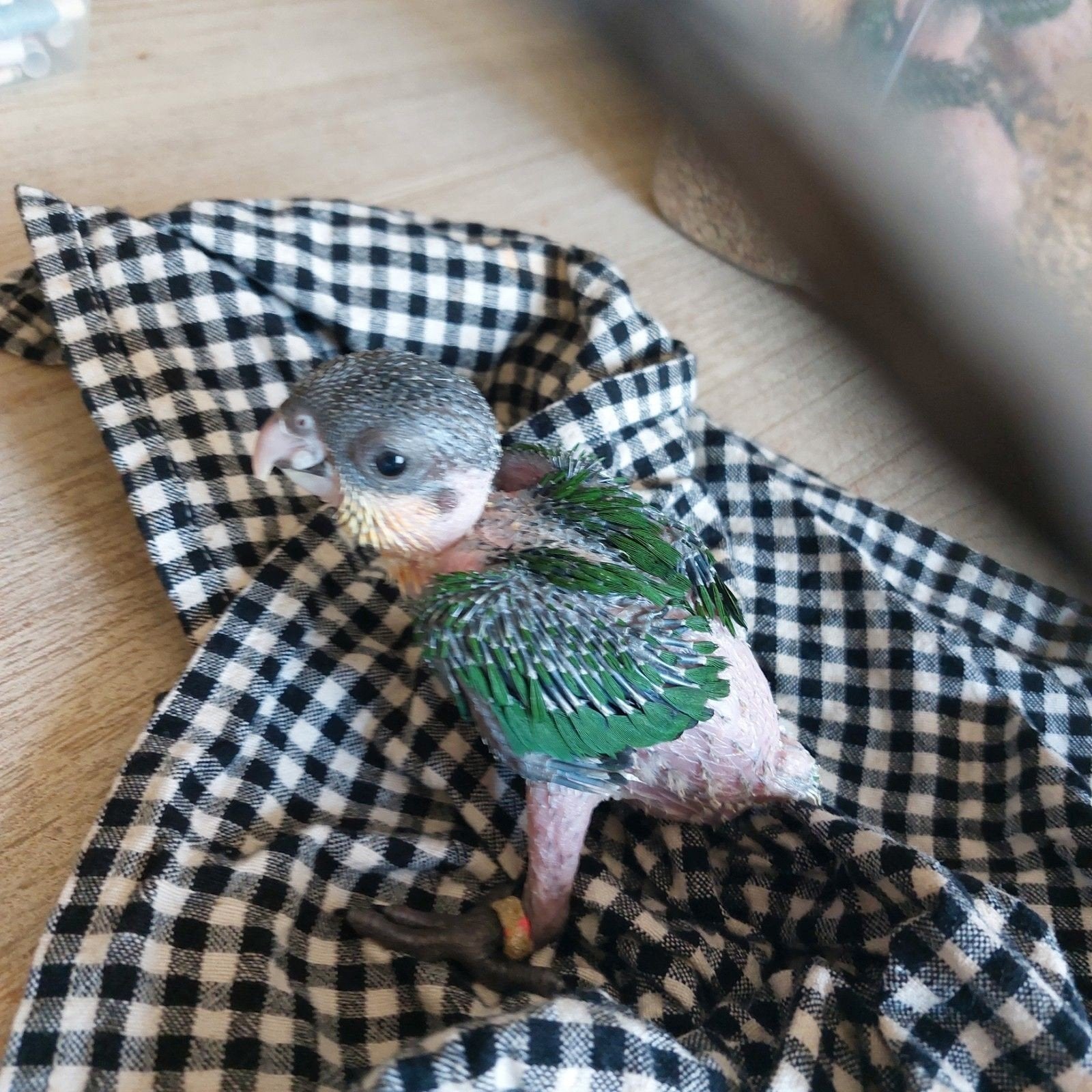 Caique s baby s, Dieren en Toebehoren, Vogels | Parkieten en Papegaaien, Geslacht onbekend, Papegaai
