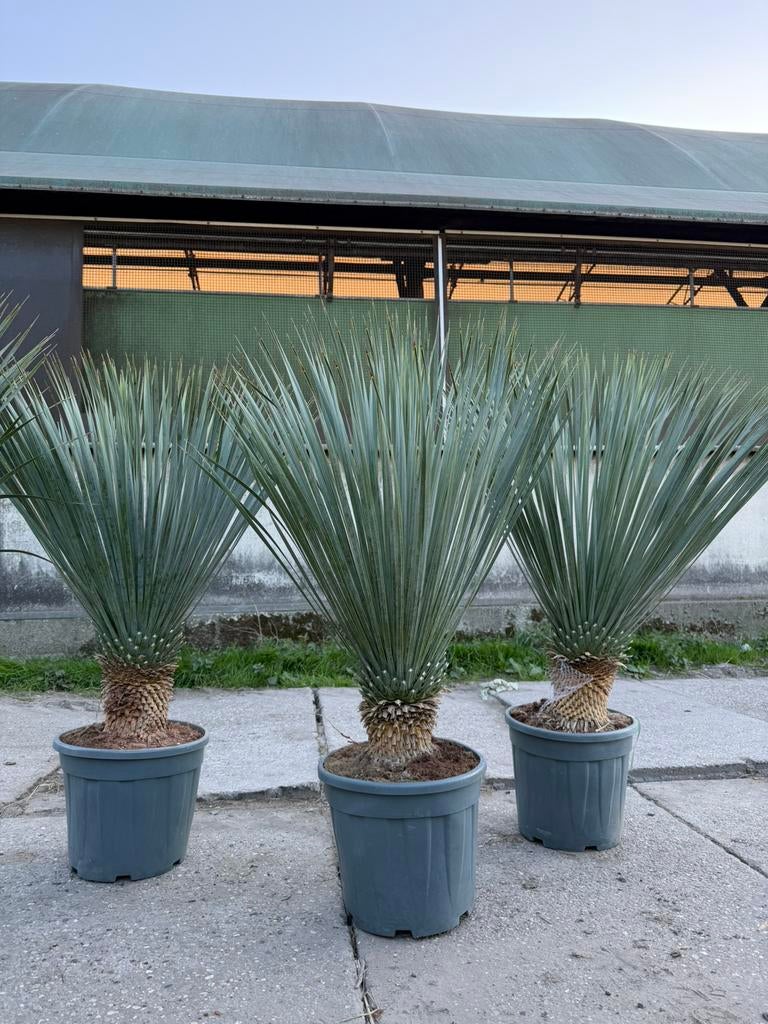 Actie! Yucca rostrata op stam 125-140-P35, Ophalen of Verzenden, Zomer, Volle zon, 100 tot 250 cm