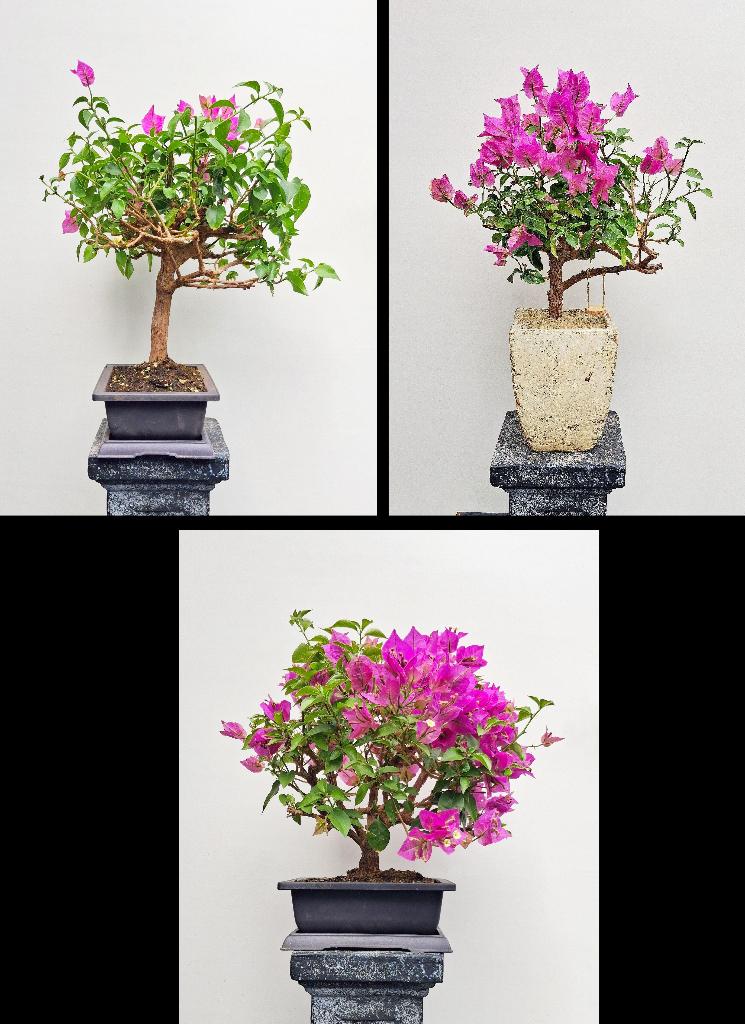 2 Bonsai Paarse Papierbloem - Bougainvillea- Bloeiend., Ophalen of Verzenden, In pot, Minder dan 100 cm, Bloeiende kamerplant