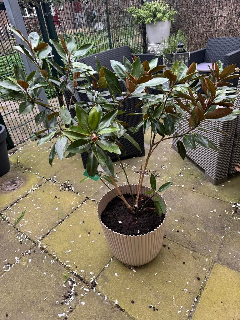 Magnolia Grandiflora Little Gem, Volle zon, Vaste plant, Zomer, Ophalen
