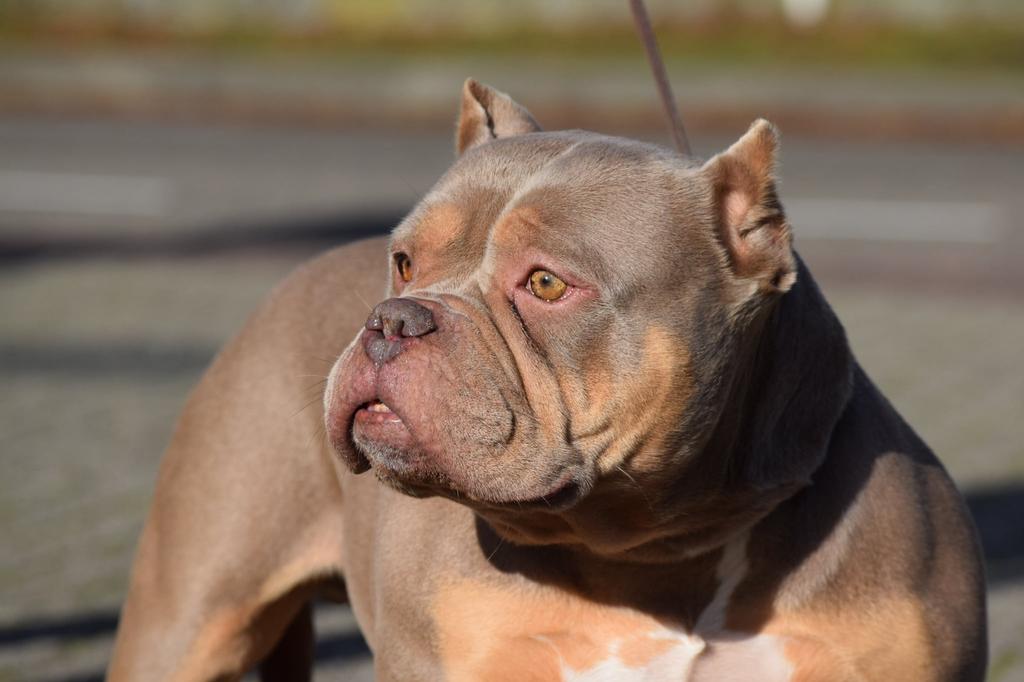 American bully pocket teefje. Zoekt nieuw huisje, herplaats, Dieren en Toebehoren, Honden | Bulldogs, Pinschers en Molossers, Parvo