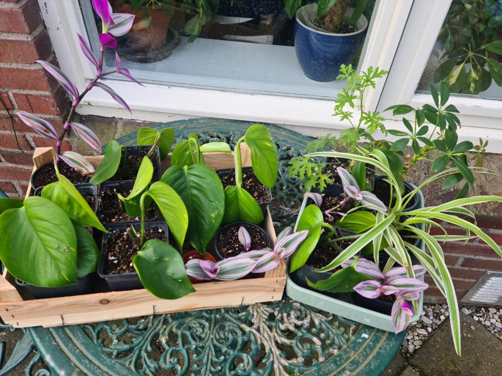 Diverse kamerplant stekjes Ruilen of Adopteren, Bloeiende kamerplant, Ophalen, Halfschaduw, Minder dan 100 cm