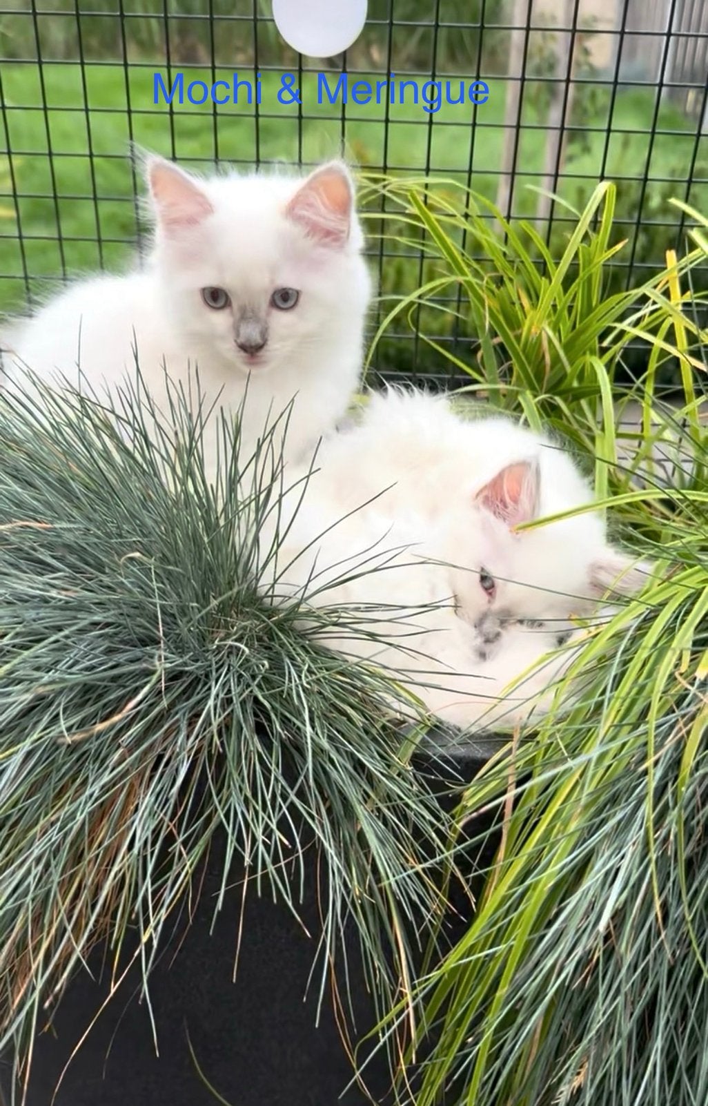 Ragdoll kittens met stamboomLiefdevol & DNA/Echo getest ️, Dieren en Toebehoren, Meerdere dieren, Met stamboom, 0 tot 2 jaar