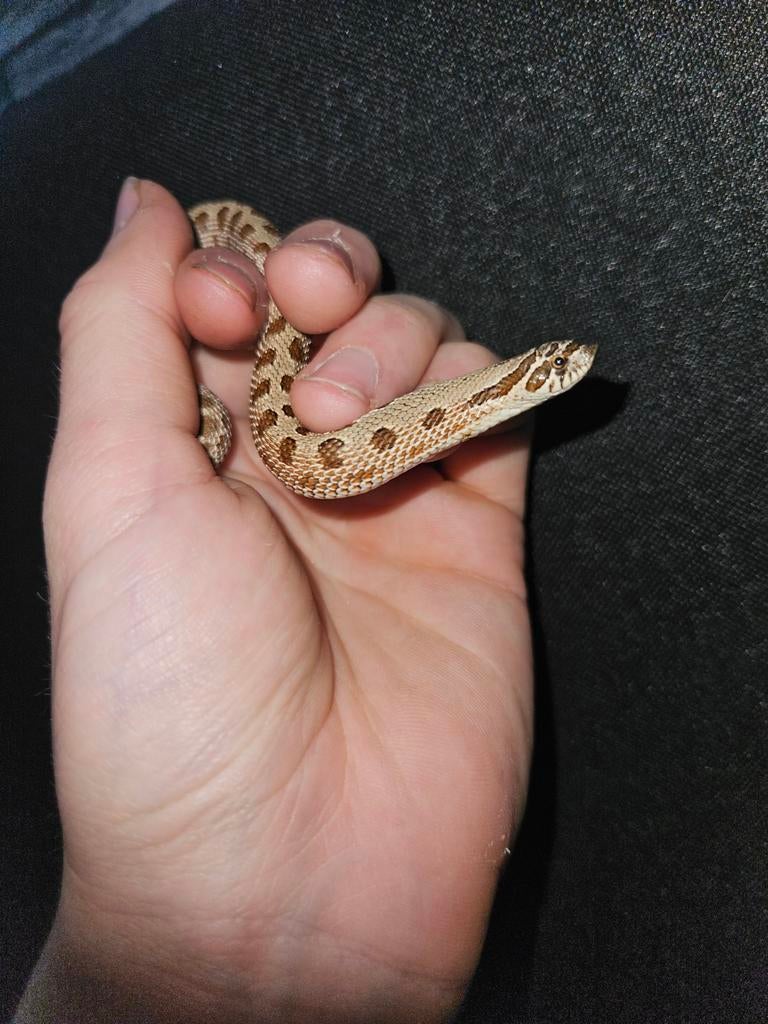 Haakneusslang Heterodon Nasicus., 0 tot 2 jaar