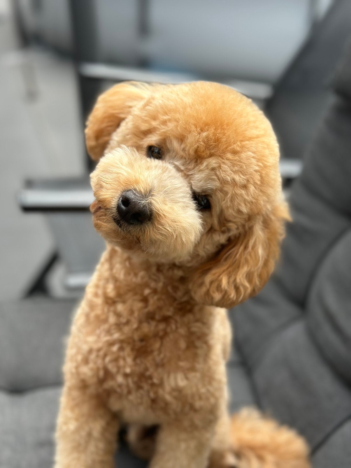 Dekreu Toypoedel, Poedel, Reu, Eén hond, 3 tot 5 jaar