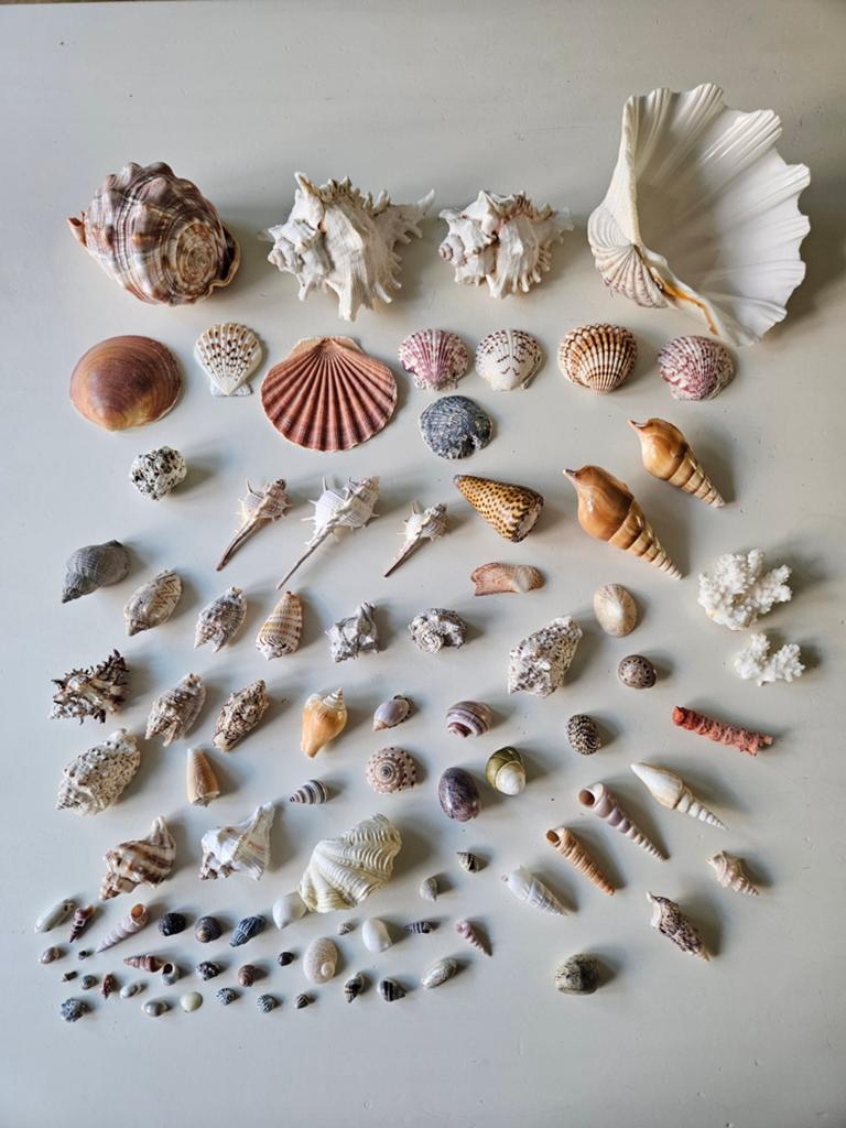 Grote schelpenverzameling | oa Cassis Rufa, Murex en Koraal, Ophalen of Verzenden, Schelp(en)