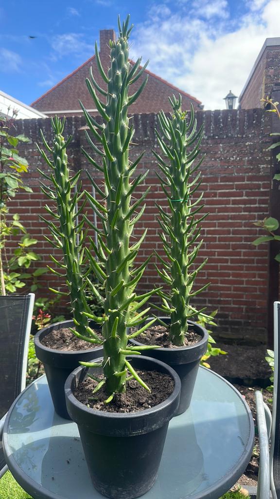 Cactussen ( 75 cm ), Ophalen, Cactus, Volle zon, Minder dan 100 cm
