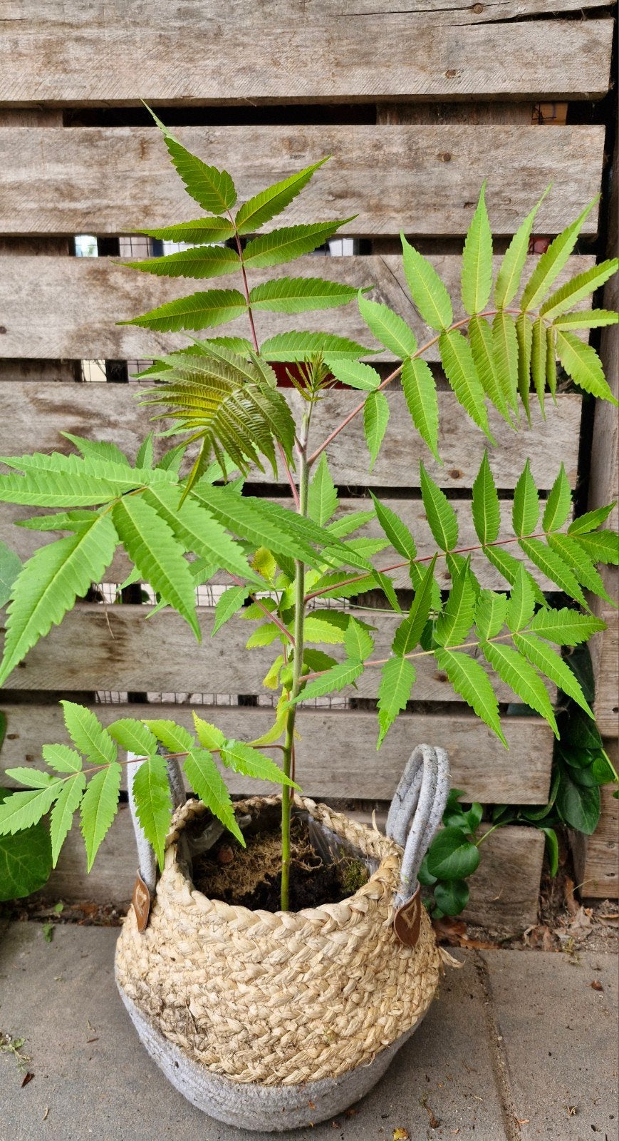 jonge fluweelbomen te koop, Ophalen, Overige soorten, Volle zon