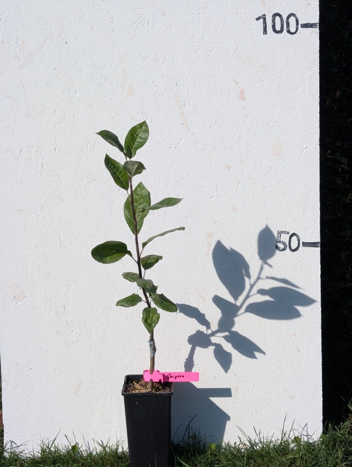 Shipova (sorbopyrus X Irregularis ) ZELDZAME fruitboom, Tuin en Terras, Minder dan 100 cm, Lente, Overige soorten, Volle zon