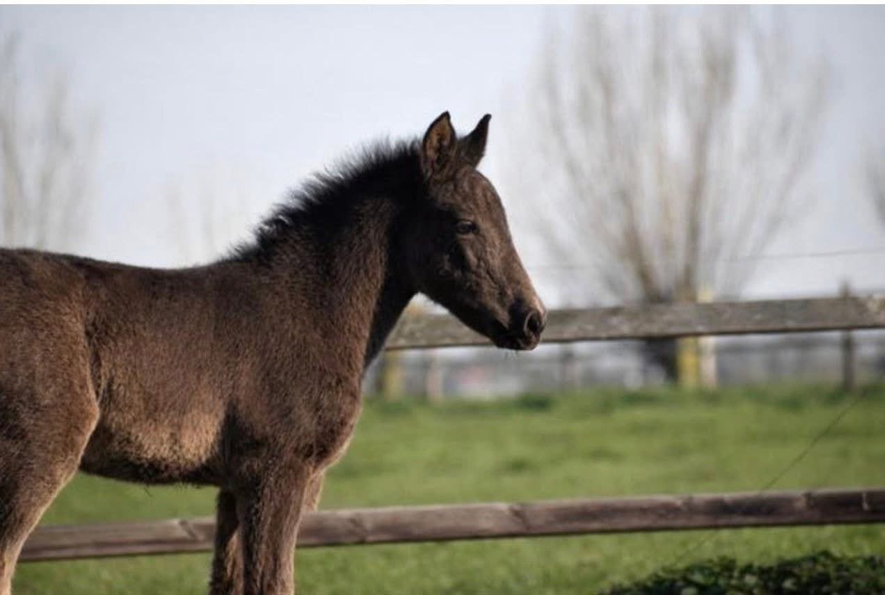 Bruin hengstveulen te koop –  5 maanden oud, Dieren en Toebehoren, Paarden, Hengst, Niet van toepassing, Minder dan 160 cm, 0 tot 2 jaar