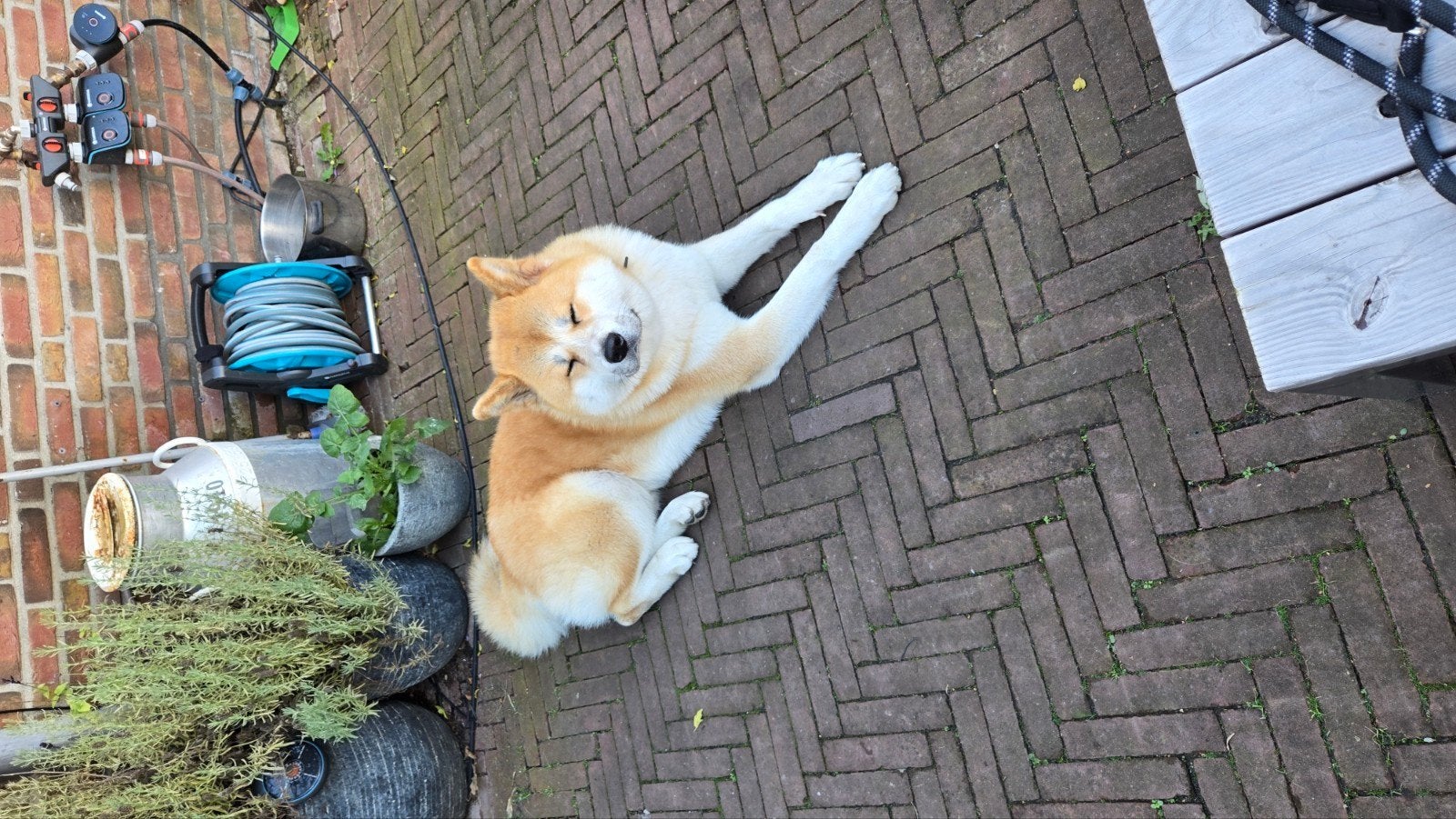 Dekreu Akita, 1 tot 2 jaar, Eén hond, Nederland, Particulier