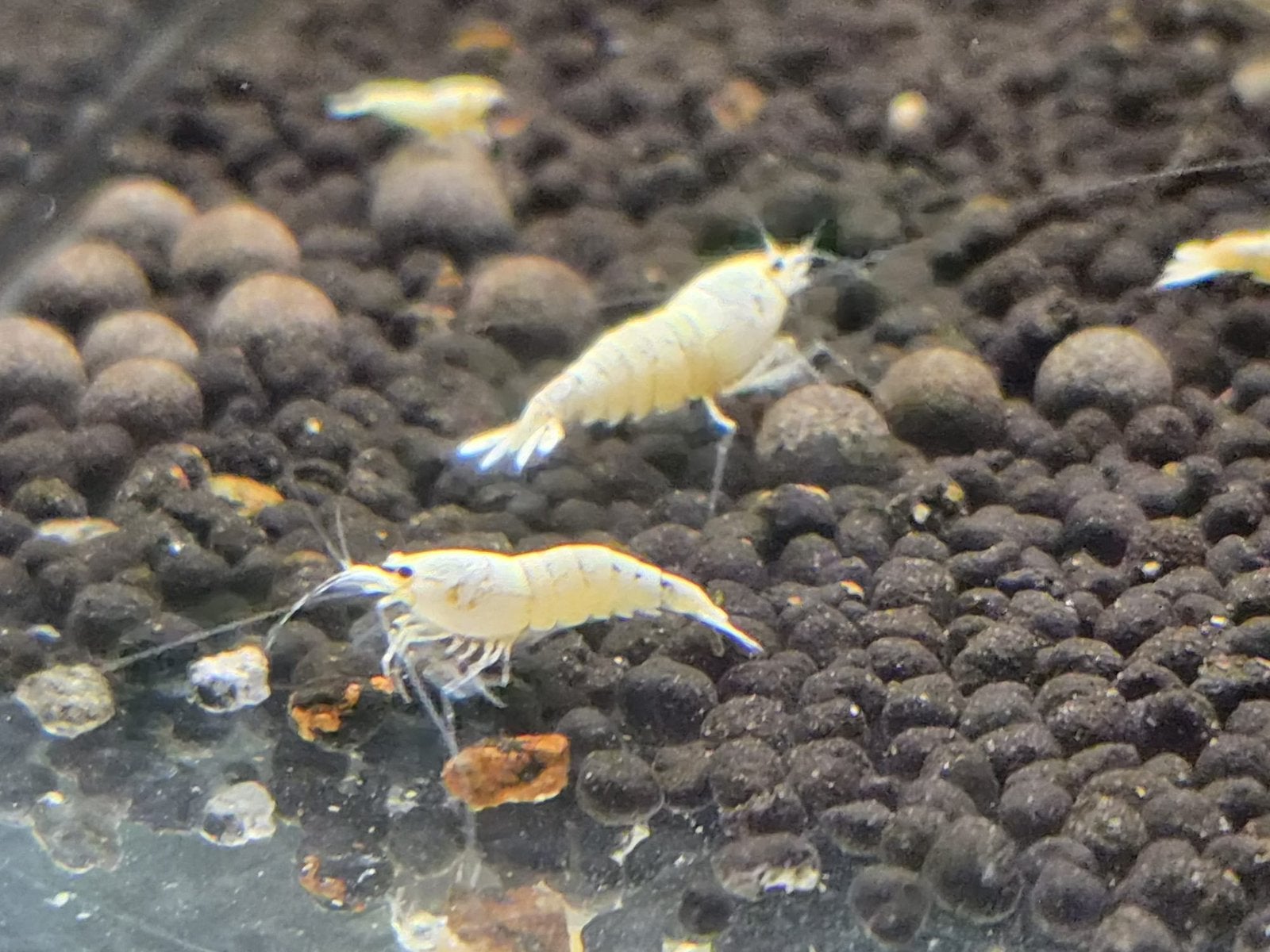 Snow White high grade witte garnalen, Caridina, Kreeft, Krab of Garnaal