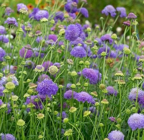 BIO Duifkruid - Scabiosa columbaria, Volle zon, Vaste plant, Zomer, Ophalen