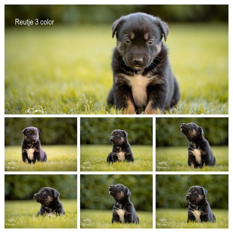 Huskador pupjes laatste 2 (Labrador x Husky), 8 tot 15 weken, Labrador retriever, Meerdere, Meerdere dieren
