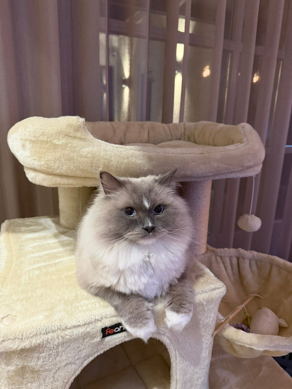 Ragdoll kat, Dieren en Toebehoren, Katten en Kittens | Raskatten | Langhaar, Poes, Ingeënt
