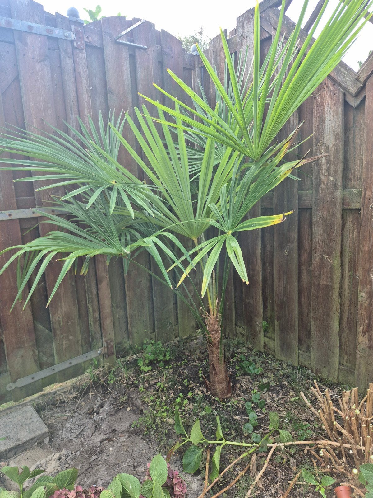 Mooie Trachycarpus Fortunei Palmboom, Volle zon, Vaste plant, Bloeit niet, Ophalen