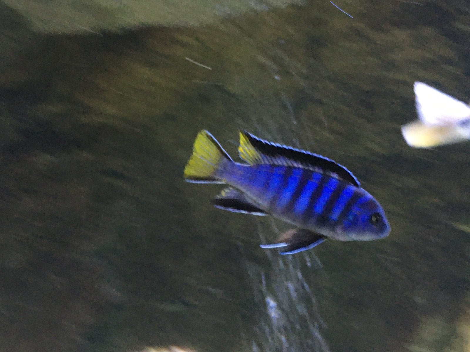 Pseudotropheus elongatus Mpanga ( eigen fotos kweekman), Vis