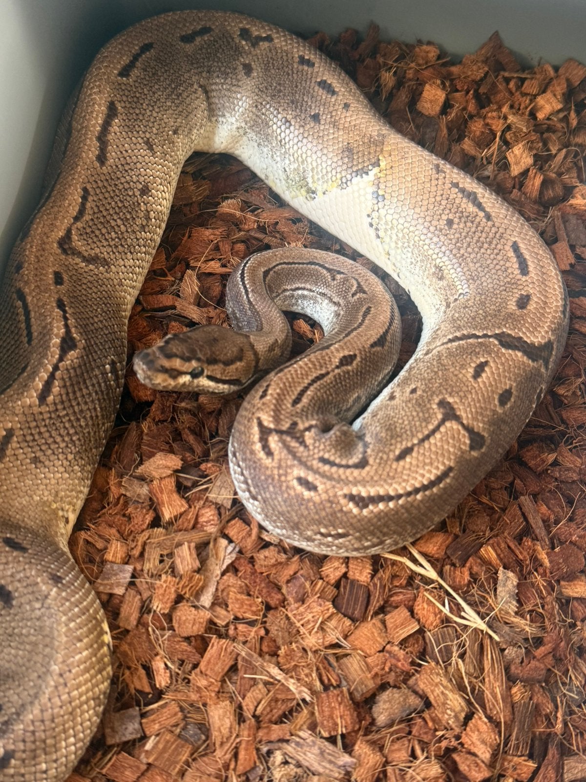 Ballpython python Regius, Dieren en Toebehoren, Reptielen en Amfibieën, Slang, 3 tot 6 jaar